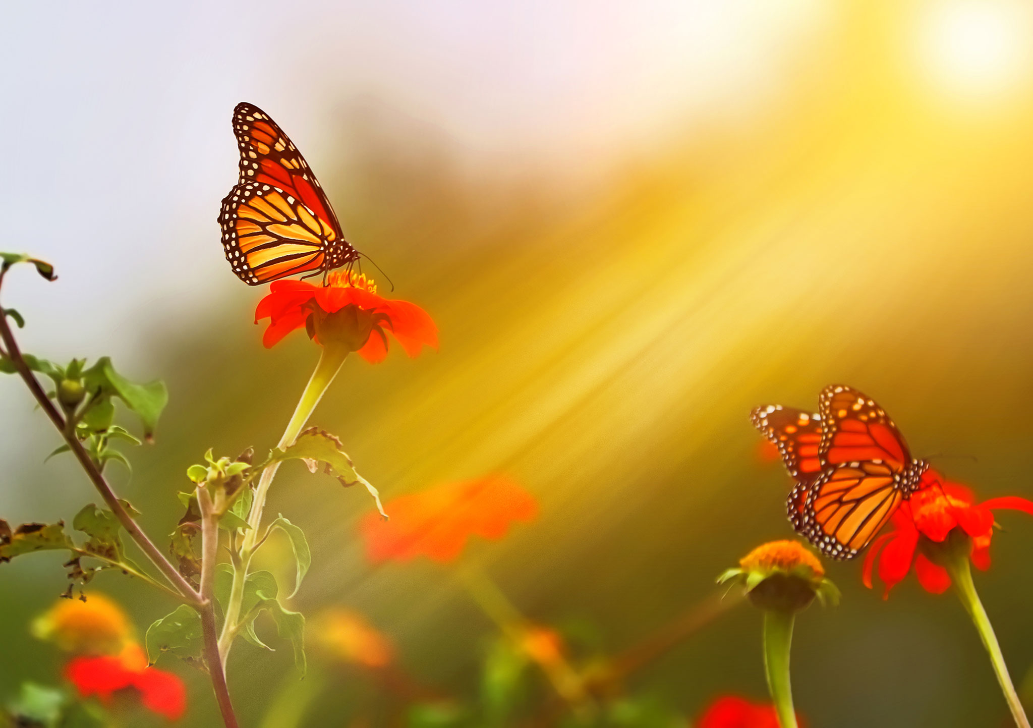 Monarch Falter im Sonnenschein - Traumasensibles Begleiten & Traumatherapie